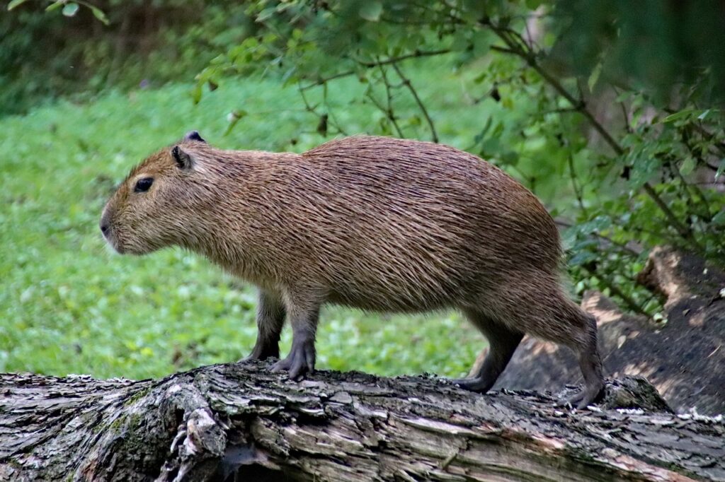 capybara, rodent, animal-4455691.jpg