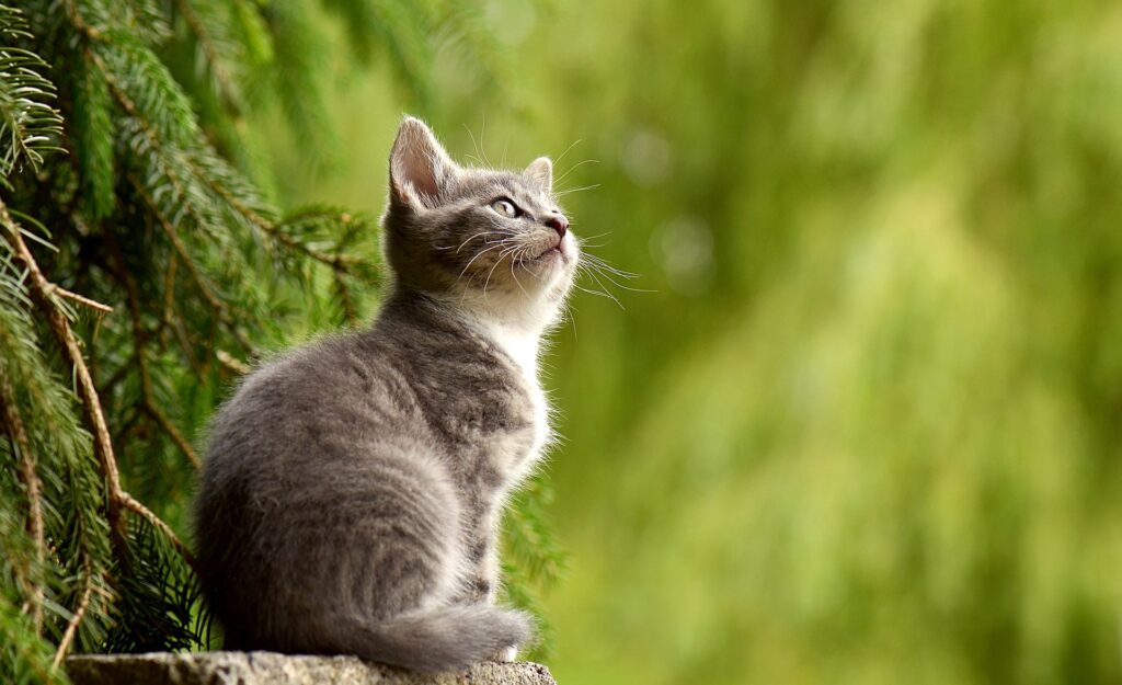 wie teuer ist eine kastration bei katzen