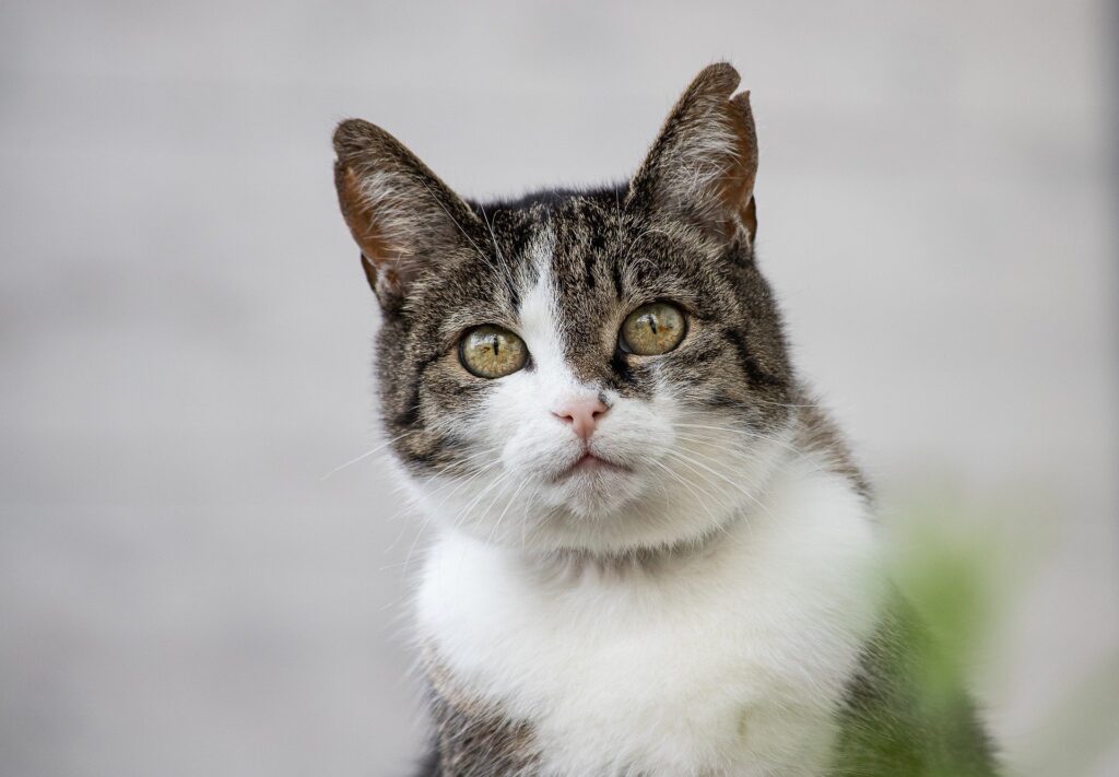 wie teuer ist eine kastration bei katzen