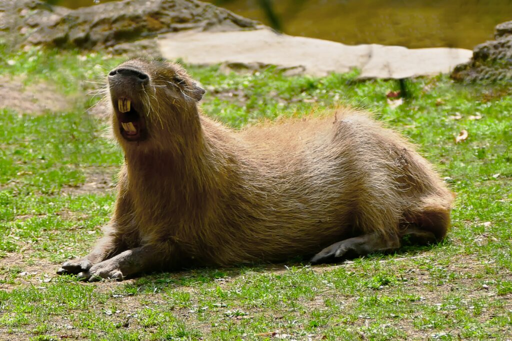 wie viel kostet ein capybara